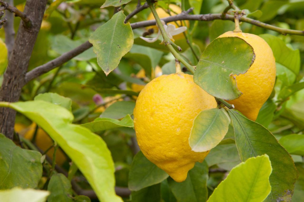 Апартаменти The Lemon Tree House Скалеа Екстер'єр фото